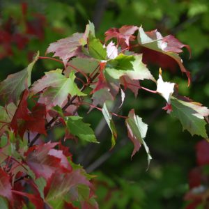 Autumn Gratitude: A Creative Day for Reflection and Renewal