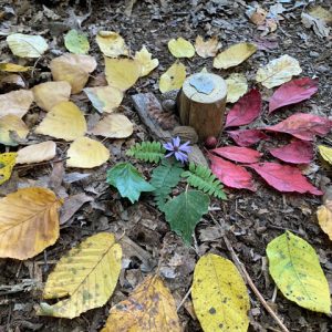 Nature Immersion for Creativity