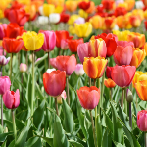 A Poet's Palette—Spring Renewal Poetry Workshop