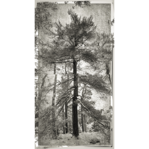 <i>Continuous Aspect</i><br>Porter Gifford