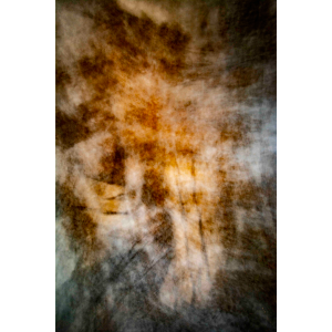 <i>Silver Maple</i><br>Maureen Janson Heintz